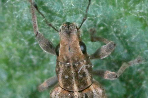 Réf. 264 733 : Sitona puncticollis